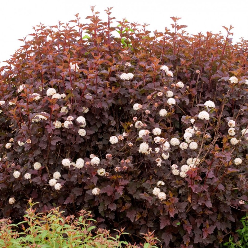 Fizokarpas, putinlapis ,,Andre,, /Physocarpus opulifolius/- C2,5 kont.