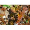 Fizokarpas, putinlapis ,,Andre,, /Physocarpus opulifolius/- C2,5 kont.