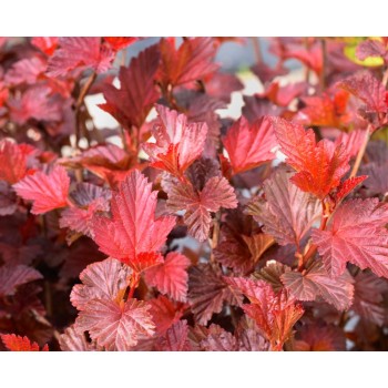 Irbeņlapu fizokarps ,,Andre,, /Physocarpus opulifolius/- C2,5 kont.