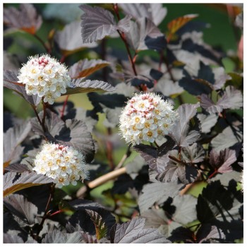 Irbeņlapu fizokarps ,,Andre,, /Physocarpus opulifolius/- C3 kont.