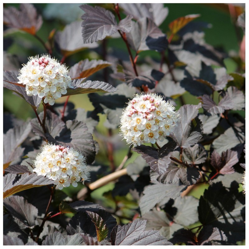 Irbeņlapu fizokarps ,,Andre,, /Physocarpus opulifolius/- C2,5 kont.