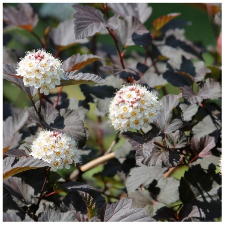 Irbeņlapu fizokarps ,,Andre,, /Physocarpus opulifolius/- C2,5 kont.