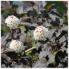 Fizokarpas, putinlapis ,,Andre,, /Physocarpus opulifolius/- C2,5 kont.