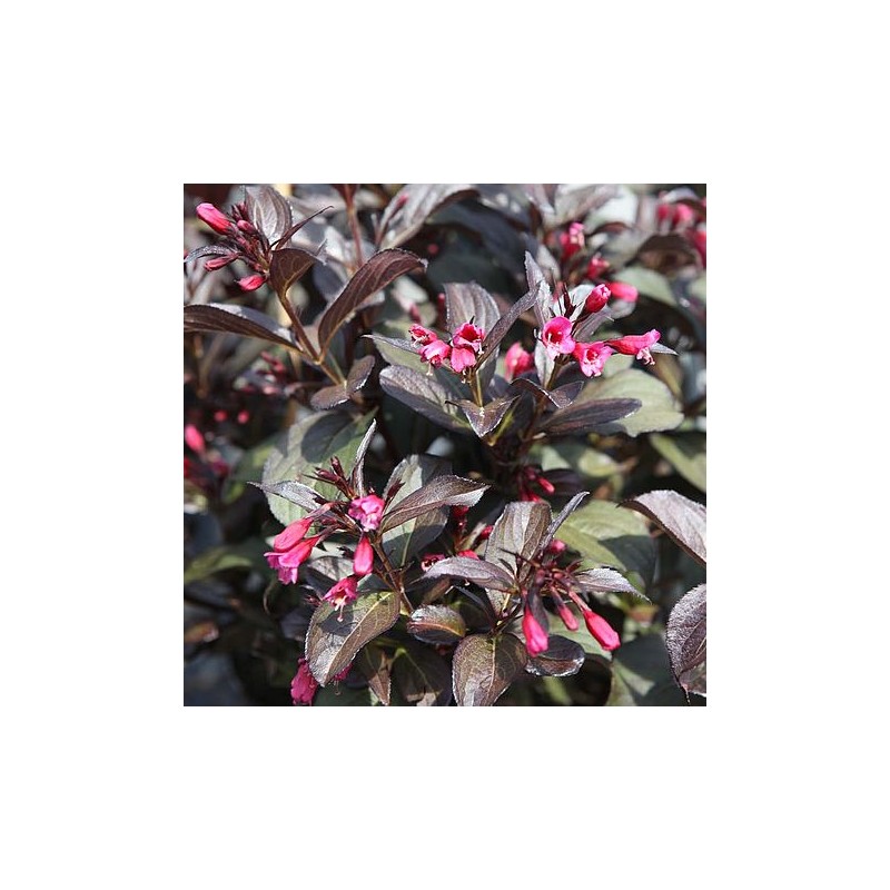 Krāšņā veigela ,,Victoria,, /Weigela florida/- C3 Kont.