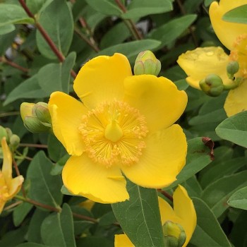 Asinszāle ,,Hidcote,, /Hypericum/- C3 kont.