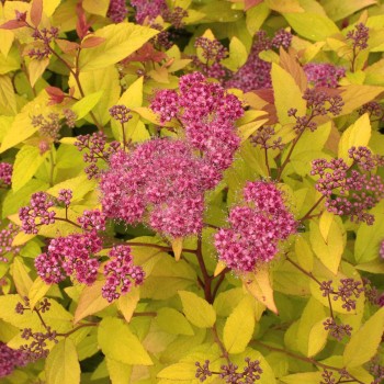 Japānas spireja ,,Firelight,, /Spiraea japonica/ - C3 kont.