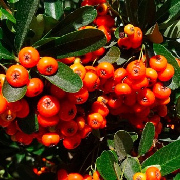 Pirakanta 'Orange Glow'/Pyracantha/ 80 - 100cm.