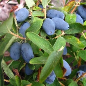 Kamčatkas oga ,,Zojka,, /Lonicera caerulea var. kamtschatica/- C3 kont