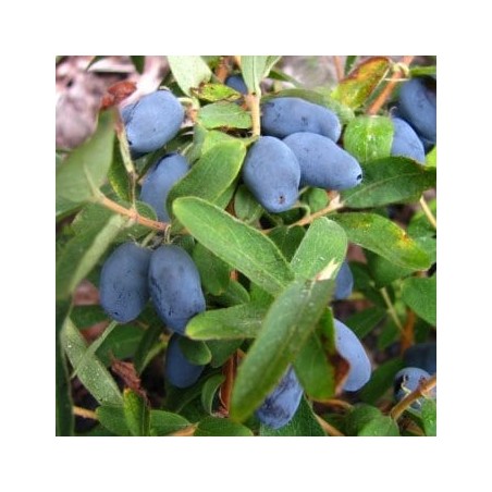 Kamčatkas oga ,,Zojka,, /Lonicera kamtscatica/- C3 kont