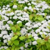 Bērzlapu spireja ,,Island,, /Spiraea betulifolia/- C3 kont.