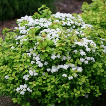 Bērzlapu spireja ,,Island,, /Spiraea betulifolia/- C3 kont.