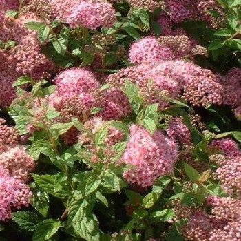 Japānas spireja ,,Manon,, /Spiraea japonica/ - C3 kont.