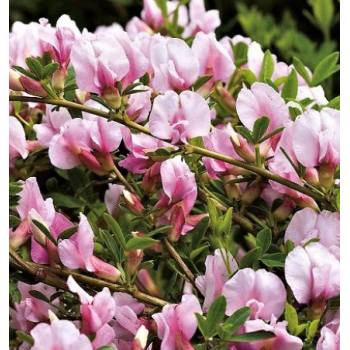 Citīzs ,,Moyclare Pink,, /Cytisus/ - C3 kont.