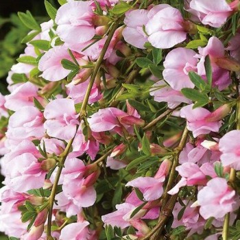 Citīzs ,,Moyclare Pink,, /Cytisus/ - C3 kont.