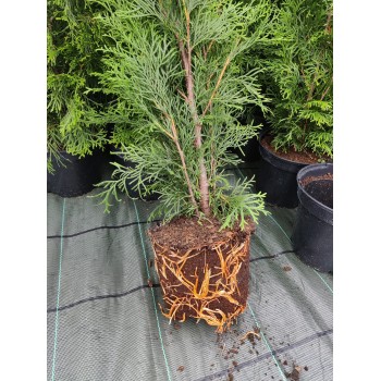 Rietumu tūja ,,Brabant,,- 50-70cm.
