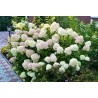 Skarainā hortenzija ,,Limelight,, /Hydrangea paniculata/ - C10 kont.