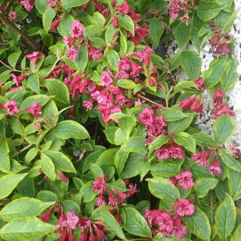 Krāšņā veigela "Moulin Rouge" (,,Brigela,,)   /Weigela florida/- C3 Kont.