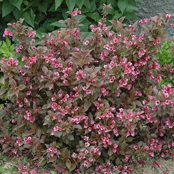 Krāšņā veigela ,,Tango,, /Weigela florida/- C3 Kont.