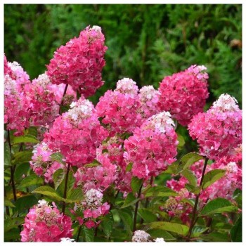 Hortenzija, skarainā ,,Samarskaya Lidija,, ("Framboisine") /Hydrangea paniculata/ - P12 kont.