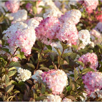 Hortenzija, skarainā ,,Samarskaya Lidija,, ("Framboisine") /Hydrangea paniculata/ - P12 kont.