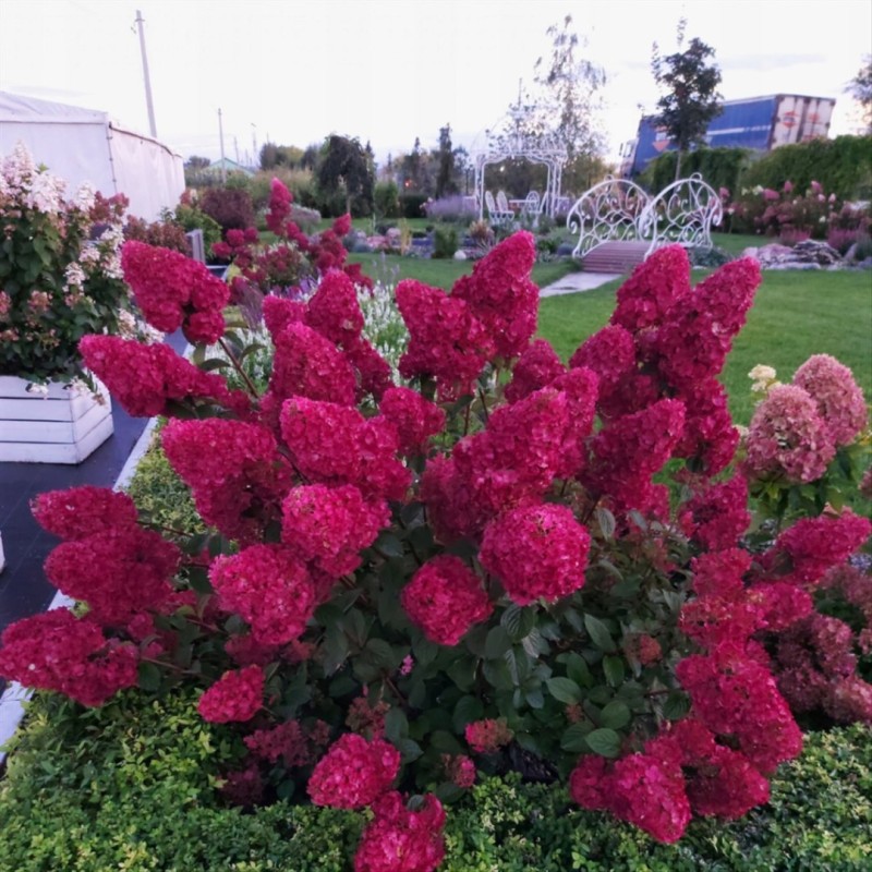 Hortenzija, skarainā ,,Samarskaya Lidija,, ("Framboisine") /Hydrangea paniculata/ - P12 kont.