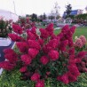 Hortenzija, skarainā ,,Samarskaya Lidija,, ("Framboisine") /Hydrangea paniculata/ - P12 kont.