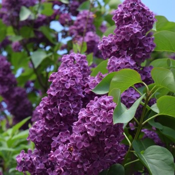 Ceriņš 'Andenken & Ludwig Spath' /Syringa vulgaris/ - C3 kont.