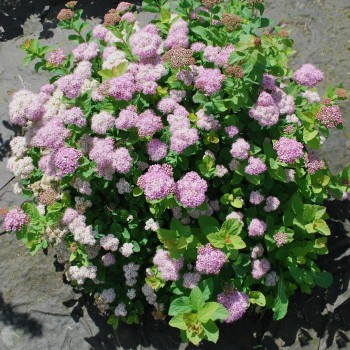 Bērzlapu spireja ,,Pink Sparkler,, /Spiraea betulifolia/- C3 kont.