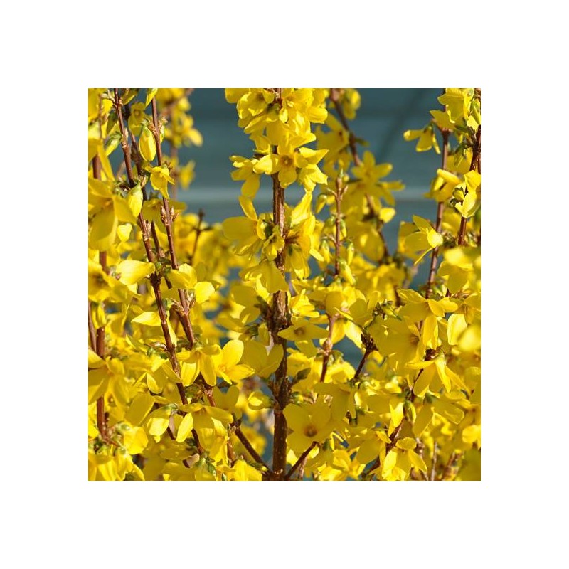 Forsītija, vidējā ,,Weekend,, /Forsythia x intermedia/ - C2.5 kont. - JŪNIJS