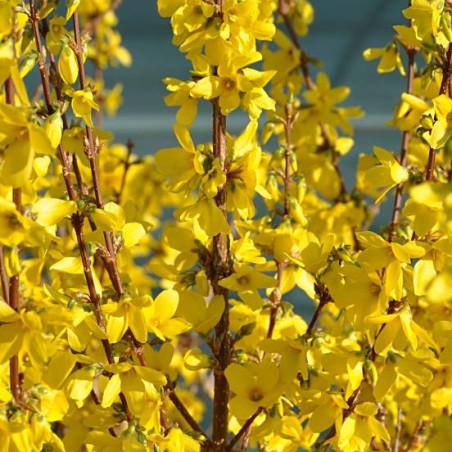Forsītija, vidējā ,,Weekend,, /Forsythia x intermedia/ - C2.5 kont. - JŪNIJS