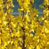Forsītija, vidējā ,,Weekend,, /Forsythia x intermedia/ - C2.5 kont. - JŪNIJS