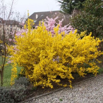 Forsītija, vidējā ,,Weekend,, /Forsythia x intermedia/ - C2.5 kont. - JŪNIJS