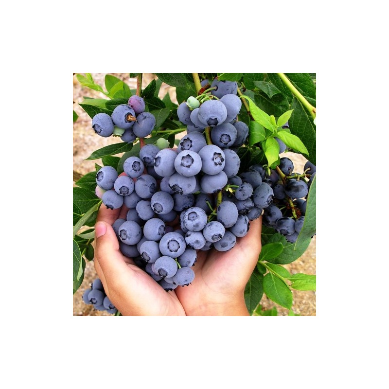Krūmmellene ,,Hannah,s Choice,, /Vaccinium corymbosum/- C2,5 kont.