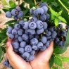 Krūmmellene ,,Hannah,s Choice,, /Vaccinium corymbosum/- C2,5 kont.