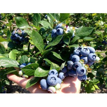 Krūmmellene ,,Hannah,s Choice,, /Vaccinium corymbosum/- C2,5 kont.