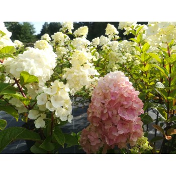 Skarainā hortenzija ,,Sundae Fraise,, /Hydrangea paniculata/ - C4 kont.
