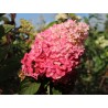 Skarainā hortenzija ,,Sundae Fraise,, /Hydrangea paniculata/ - C4 kont.