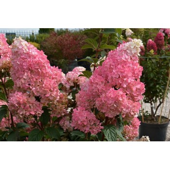 Skarainā hortenzija ,,Sundae Fraise,, /Hydrangea paniculata/ - C4 kont.