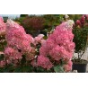 Skarainā hortenzija ,,Sundae Fraise,, /Hydrangea paniculata/ - C4 kont.