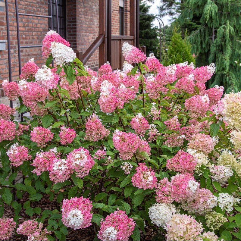 Skarainā hortenzija ,,Sundae Fraise,, /Hydrangea paniculata/ - C4 kont.