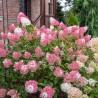 Skarainā hortenzija ,,Sundae Fraise,, /Hydrangea paniculata/ - C4 kont.