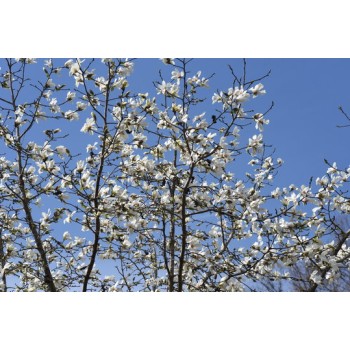 Ziemeļu magnolija /Magnolia Kobus/- C2,5 kont.