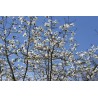Ziemeļu magnolija /Magnolia Kobus/- C2,5 kont.