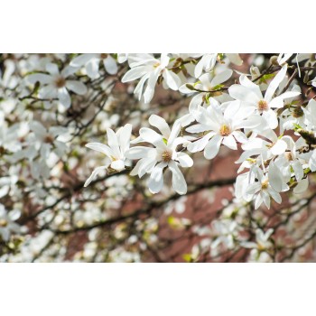Ziemeļu magnolija /Magnolia Kobus/- C2,5 kont.