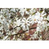 Ziemeļu magnolija /Magnolia Kobus/- C2,5 kont.