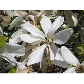 Ziemeļu magnolija /Magnolia Kobus/- C2,5 kont.