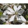 Ziemeļu magnolija /Magnolia Kobus/- C2,5 kont.