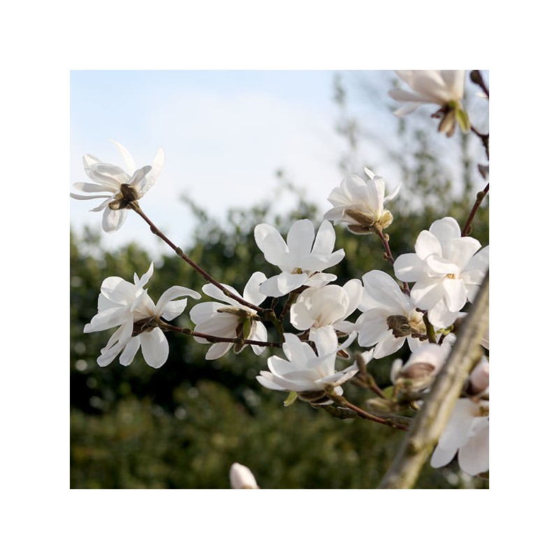 Ziemeļu magnolija /Magnolia Kobus/- C2,5 kont.