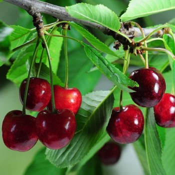 Vyšnia ,,Piemont,, /prunus cerasus/ (vidēji agrs)