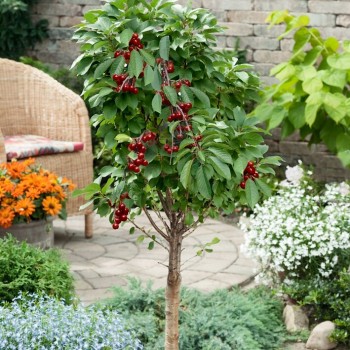 Vyšnia ,,Piemont,, /prunus...